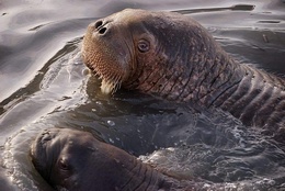 Максим Деминов &laquo;Морж лаптевский&raquo;. /Красная книга Красноярского края/